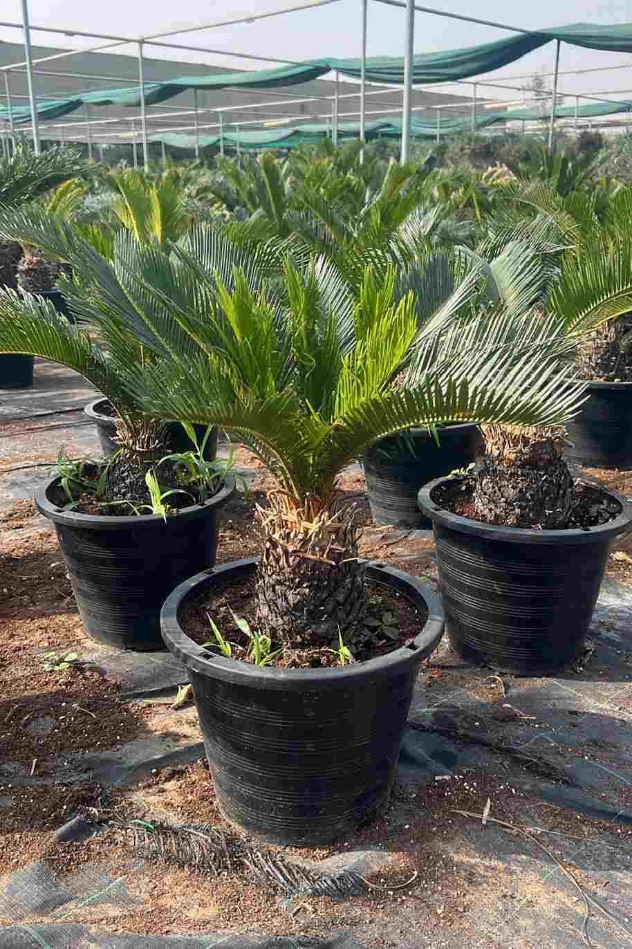 Cycas Revoluta Outdoor