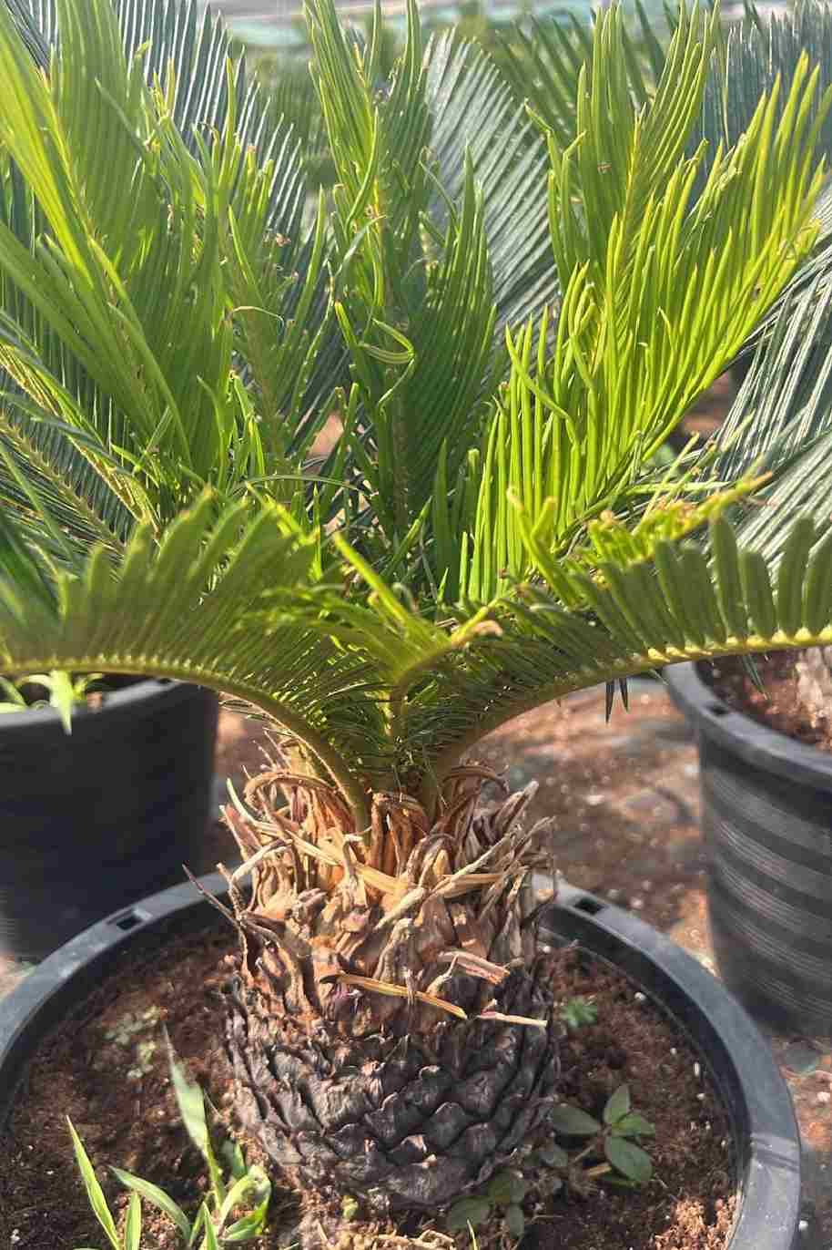 Cycas Revoluta Outdoor