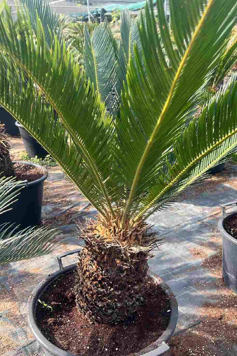 Cycas Revoluta Outdoor