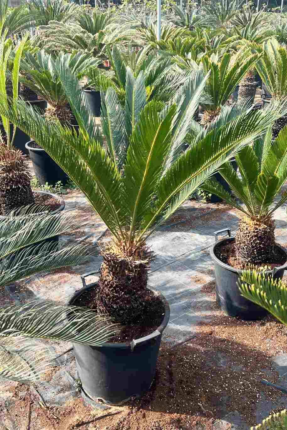 Cycas Revoluta Outdoor