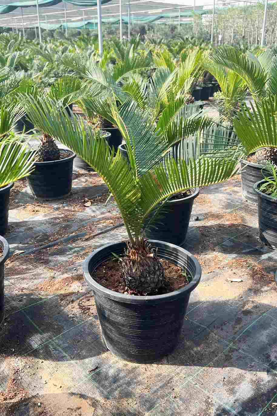 Cycas Revoluta Outdoor