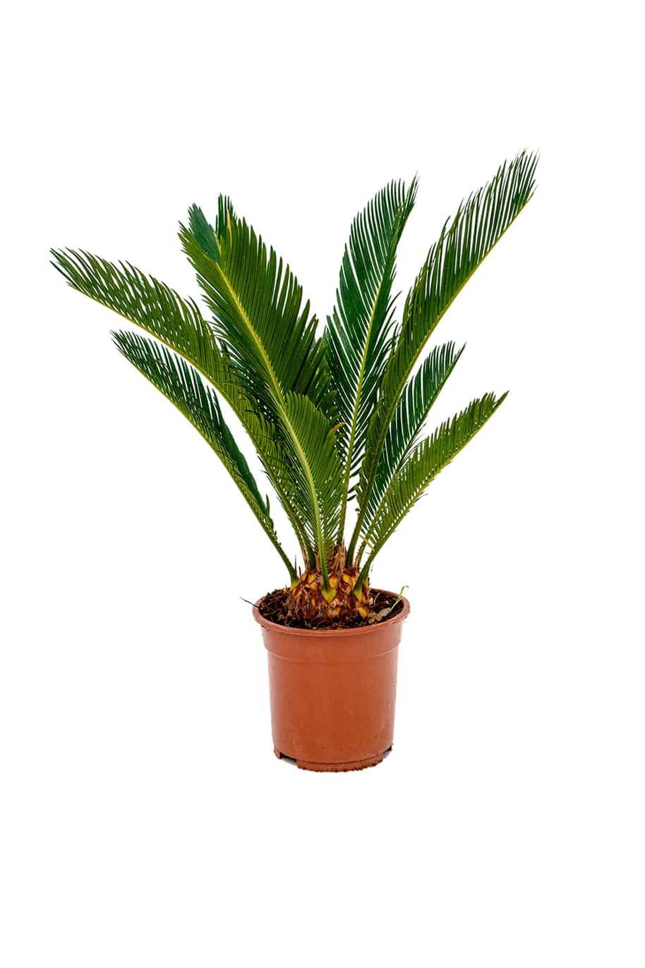 Cycas Revoluta Indoor - Sago Palm - image 4