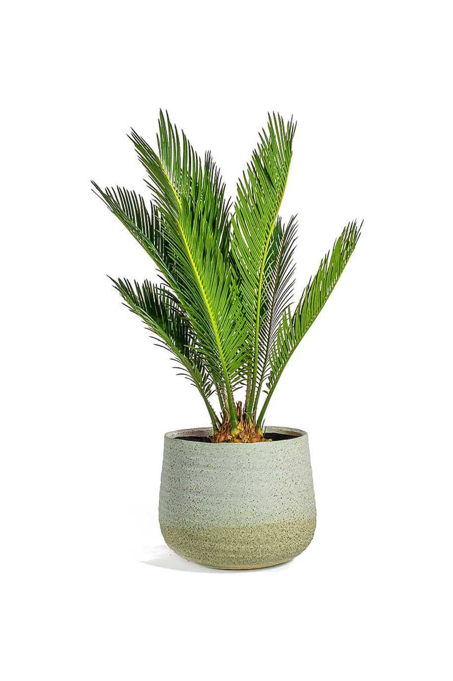 Cycas Revoluta Indoor - Sago Palm - image 3