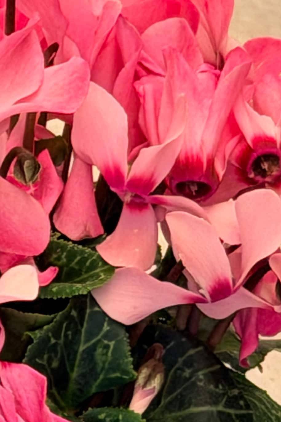 Cyclamen