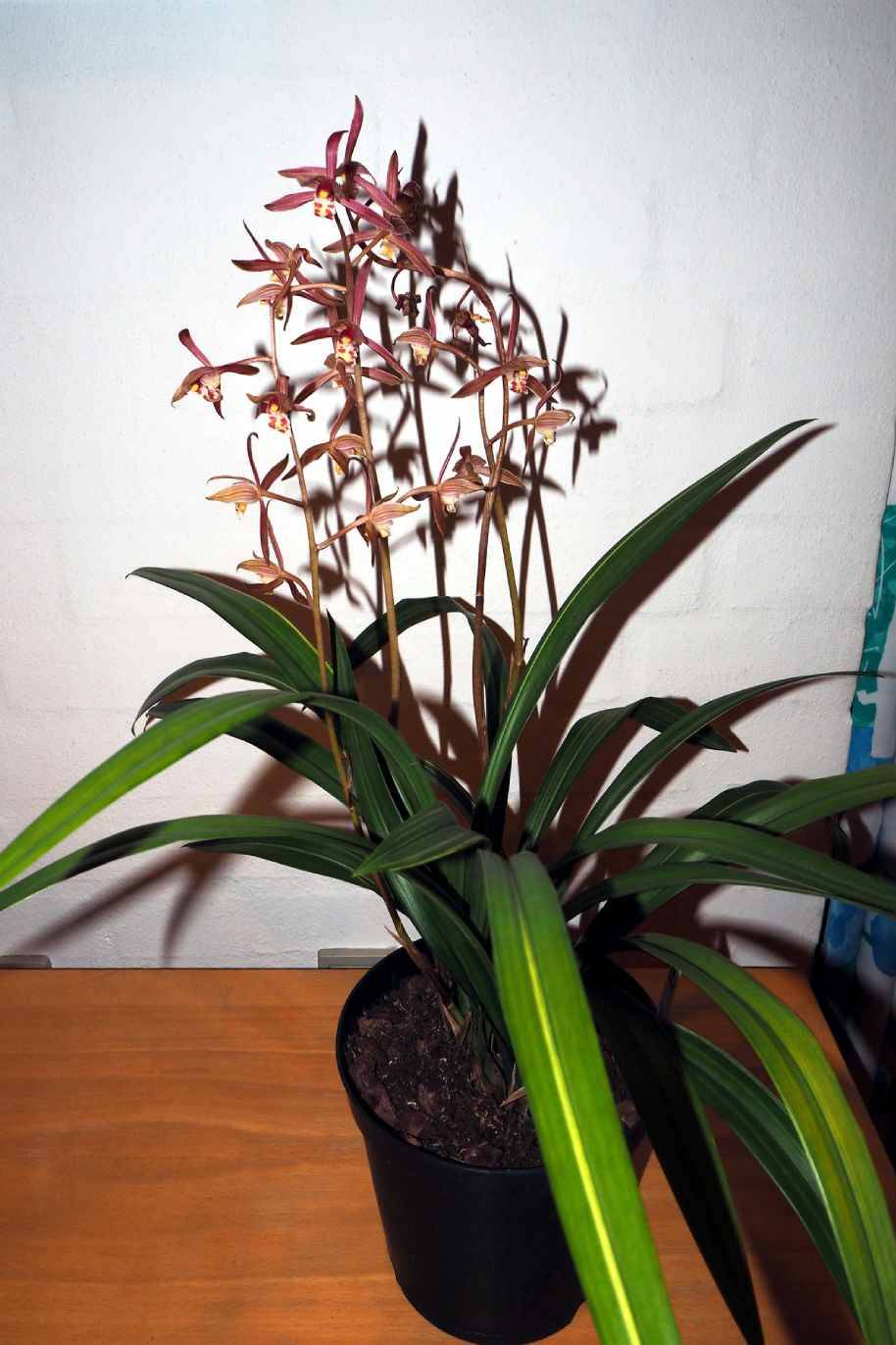 Cymbidium