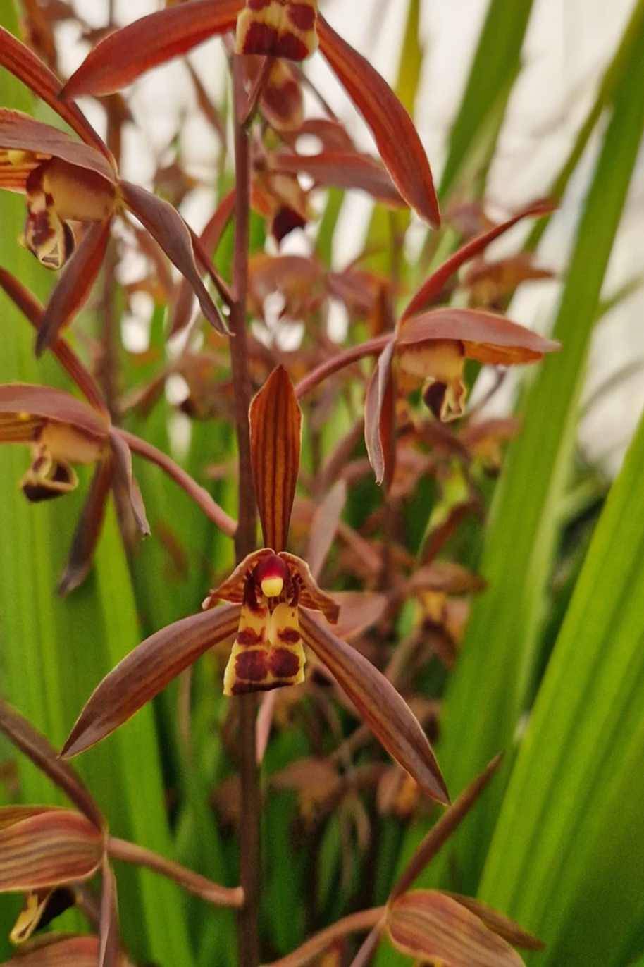 Cymbidium Sinense