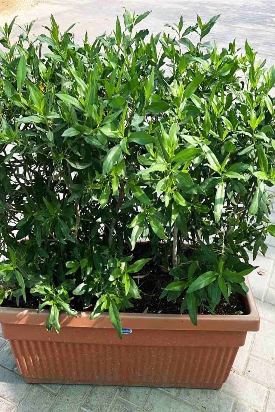 Conocarpus Lancifolius