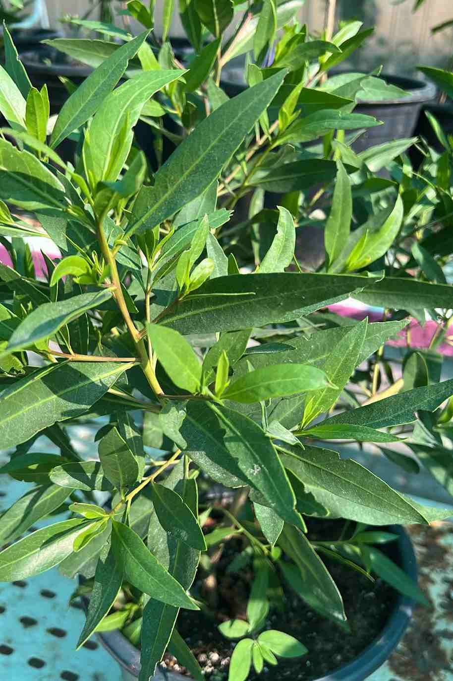 Conocarpus
