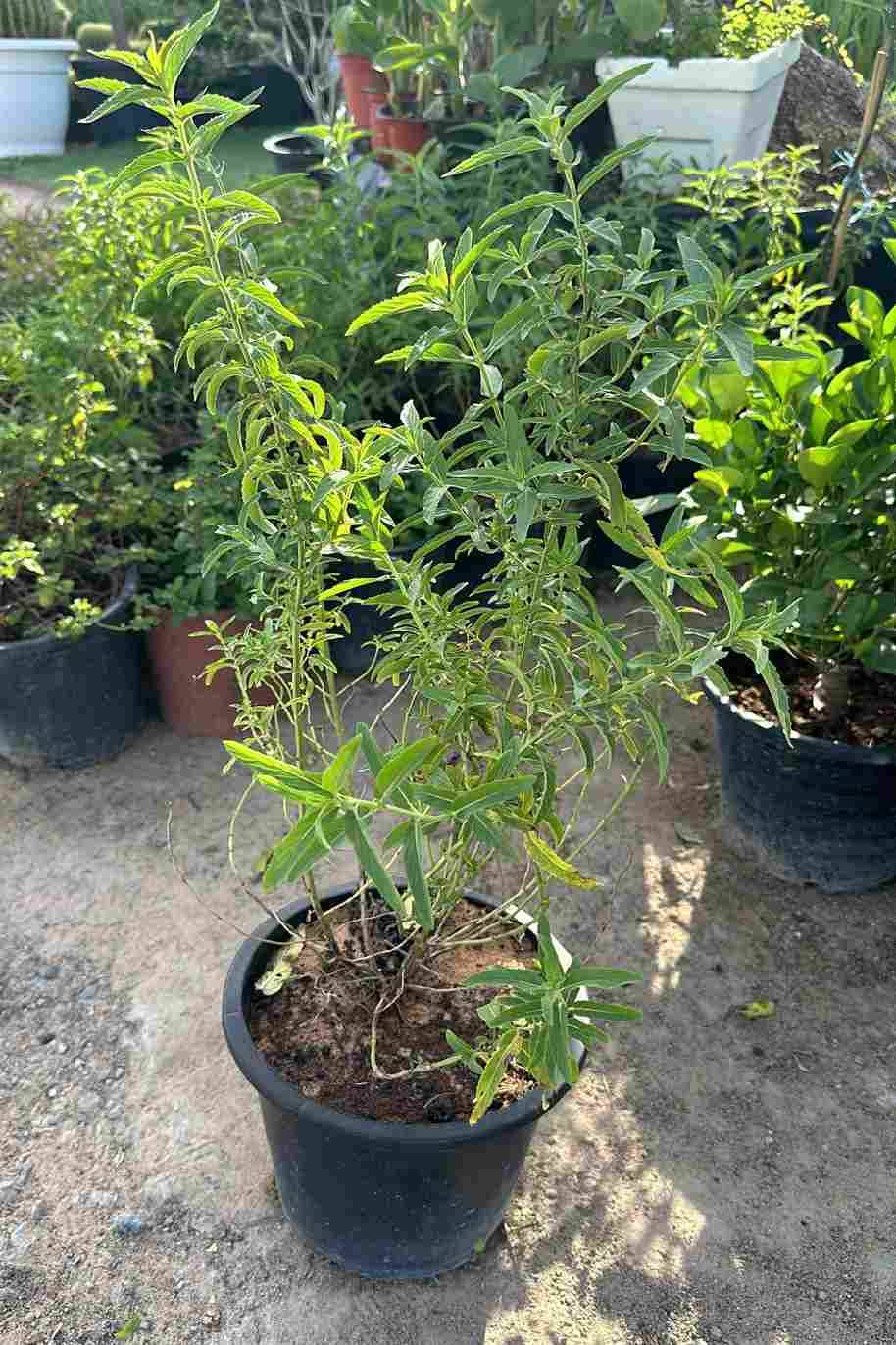 Mentha longifolia