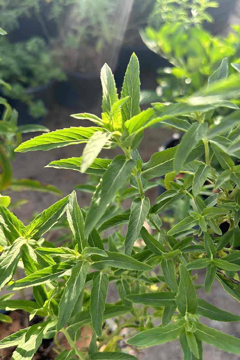 Desert Mint جبق Mentha longifolia