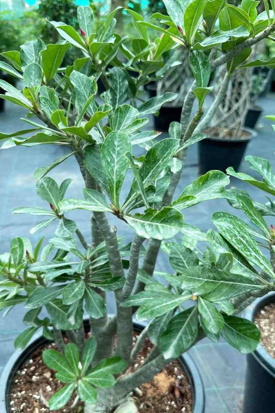 Desert Rose