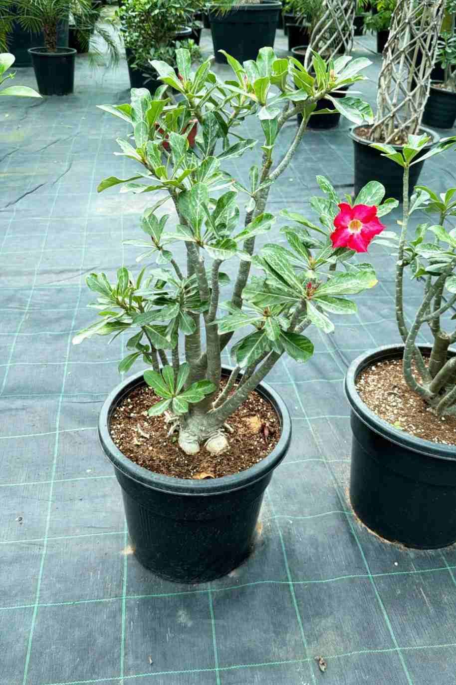 Desert Rose