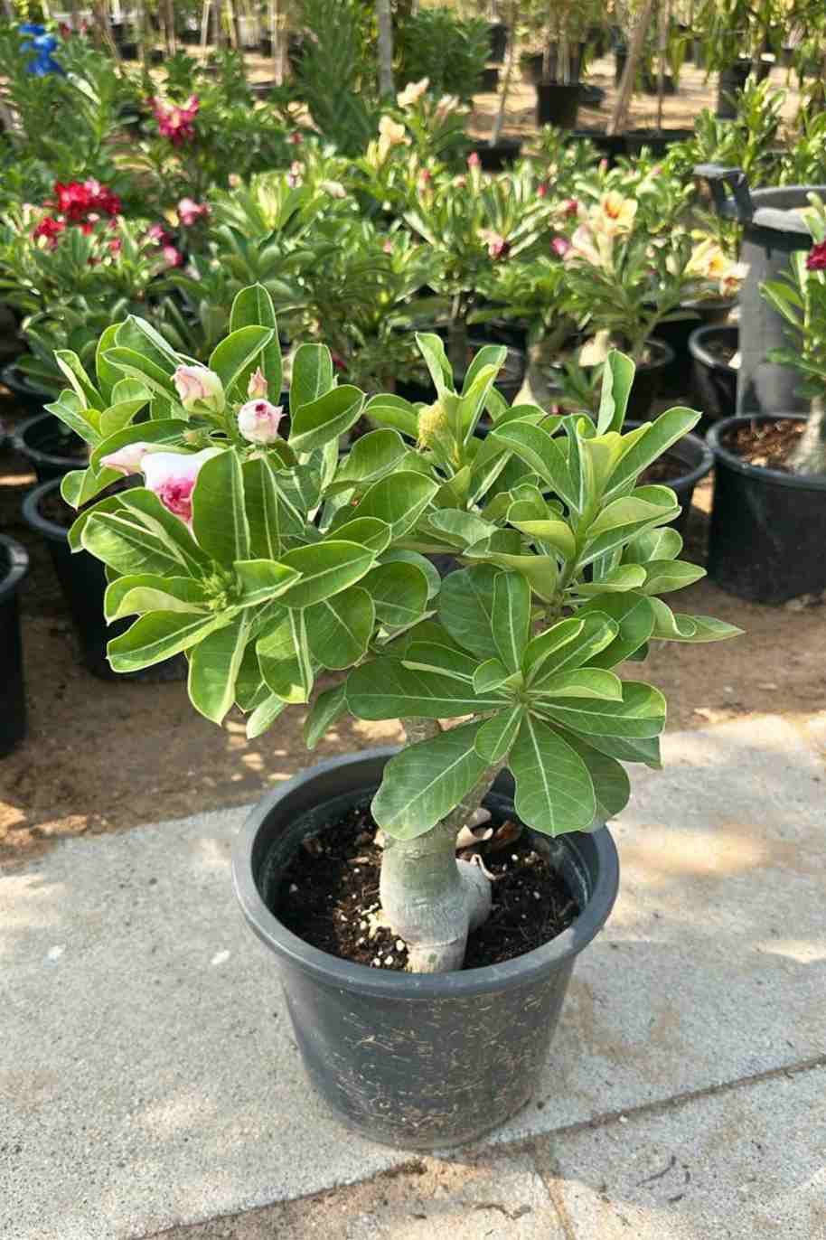 Desert Rose