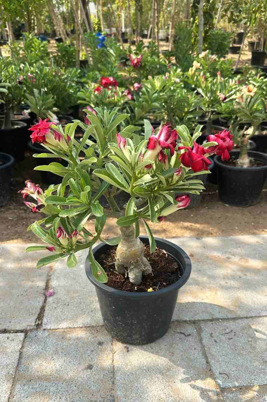 Desert Rose