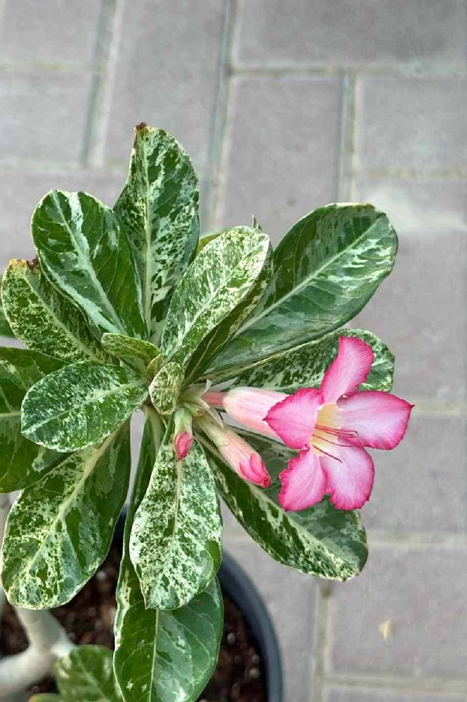 Adenium Obesum