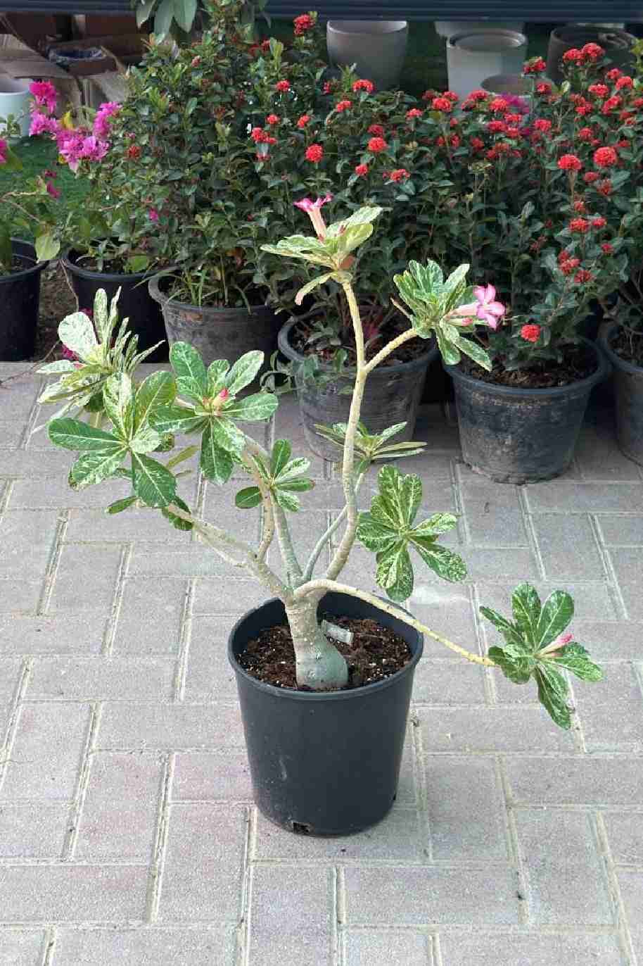 Desert Rose Variegated