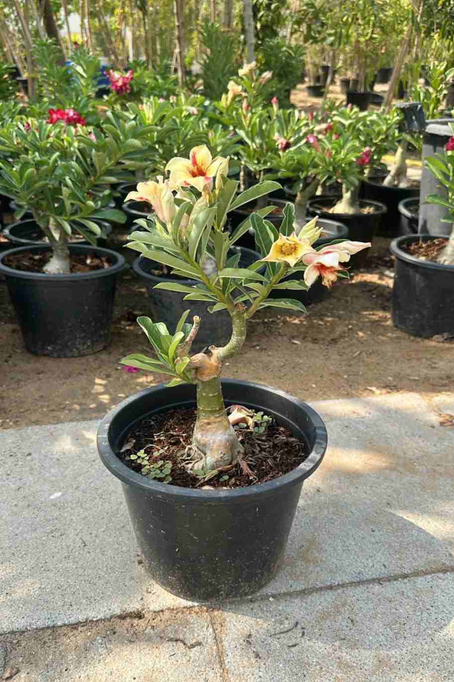 Desert Rose