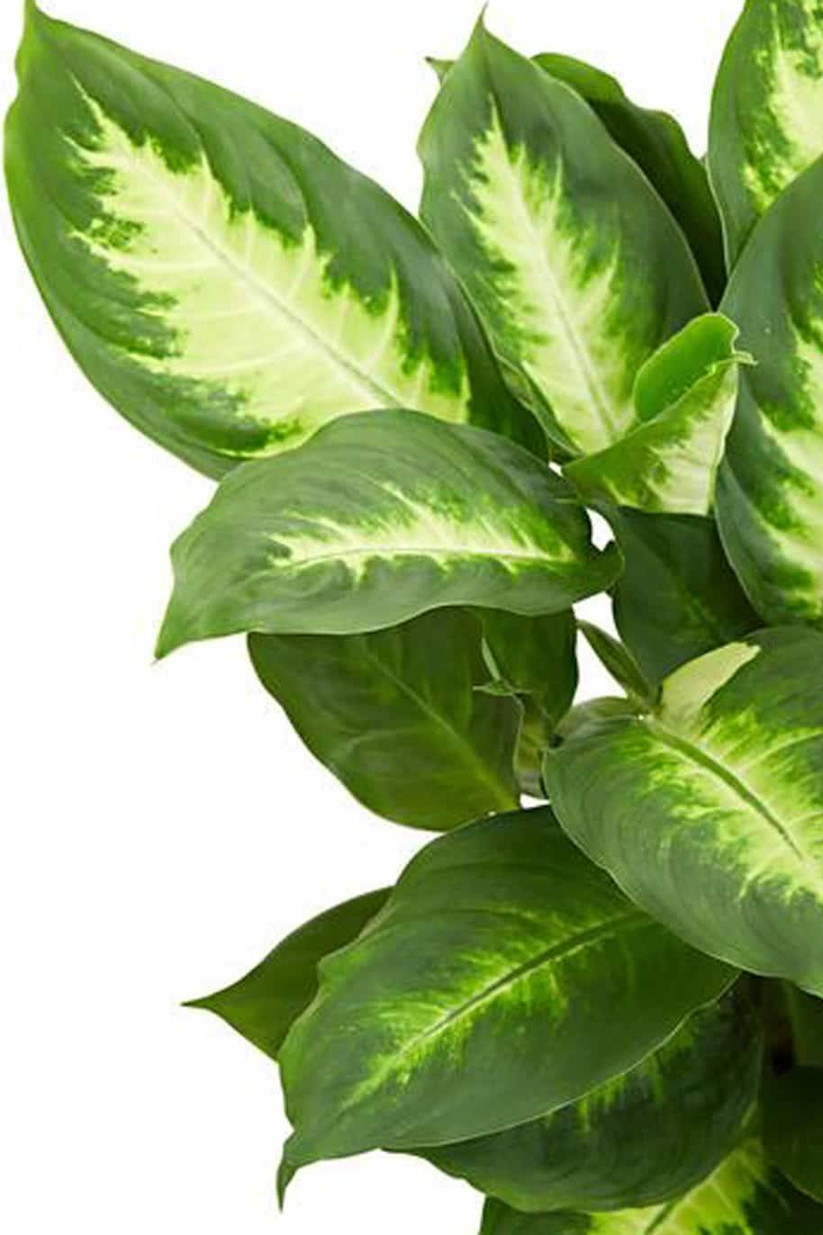 Dieffenbachia Camilla