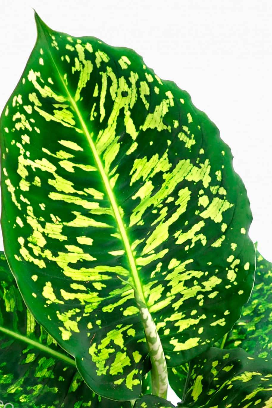 Dieffenbachia Reflector - Dieffenbachia - image 2