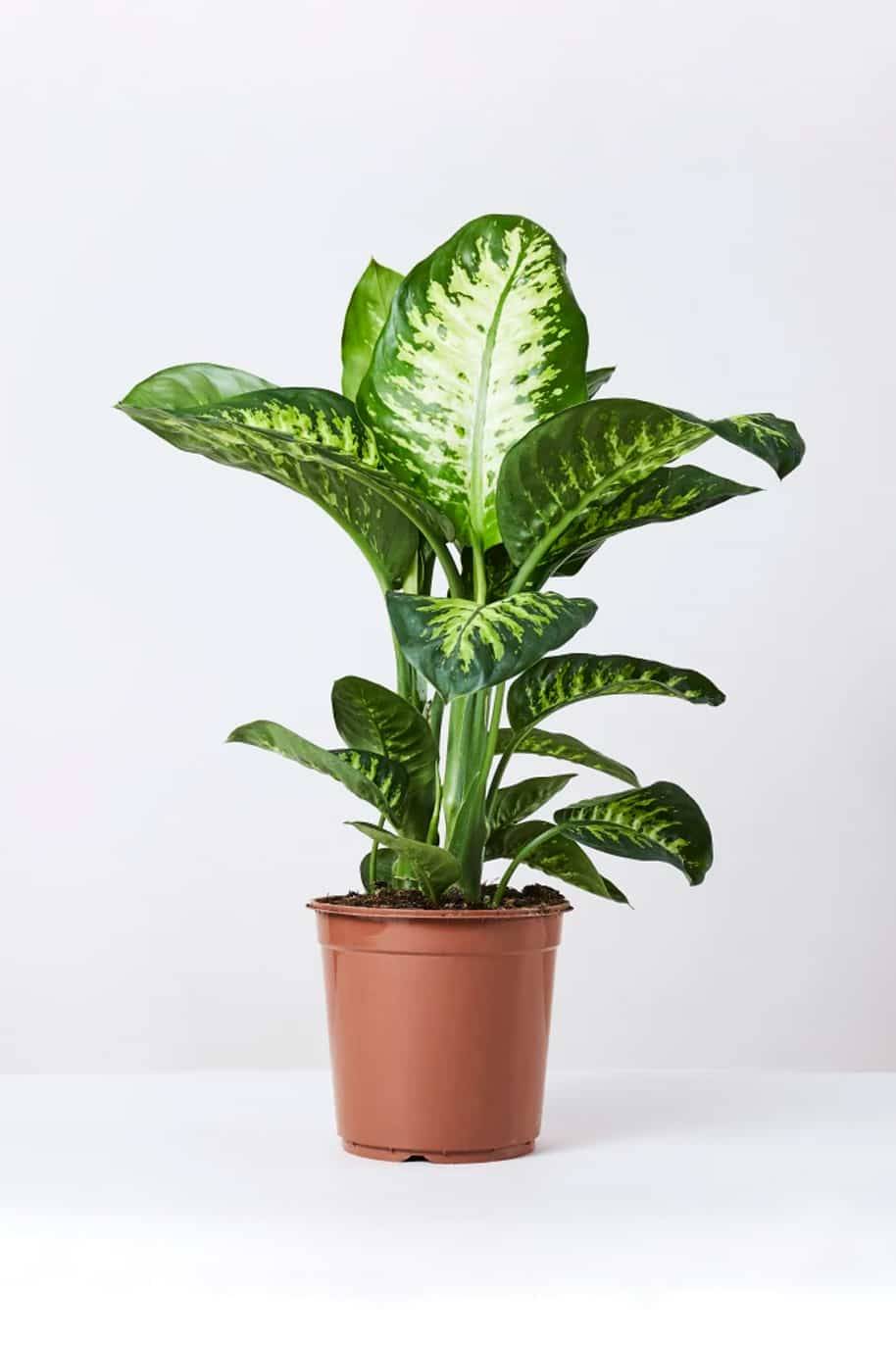 Dieffenbachia Tropic Snow - Dieffenbachia seguine 'Tropic Snow' - image 3