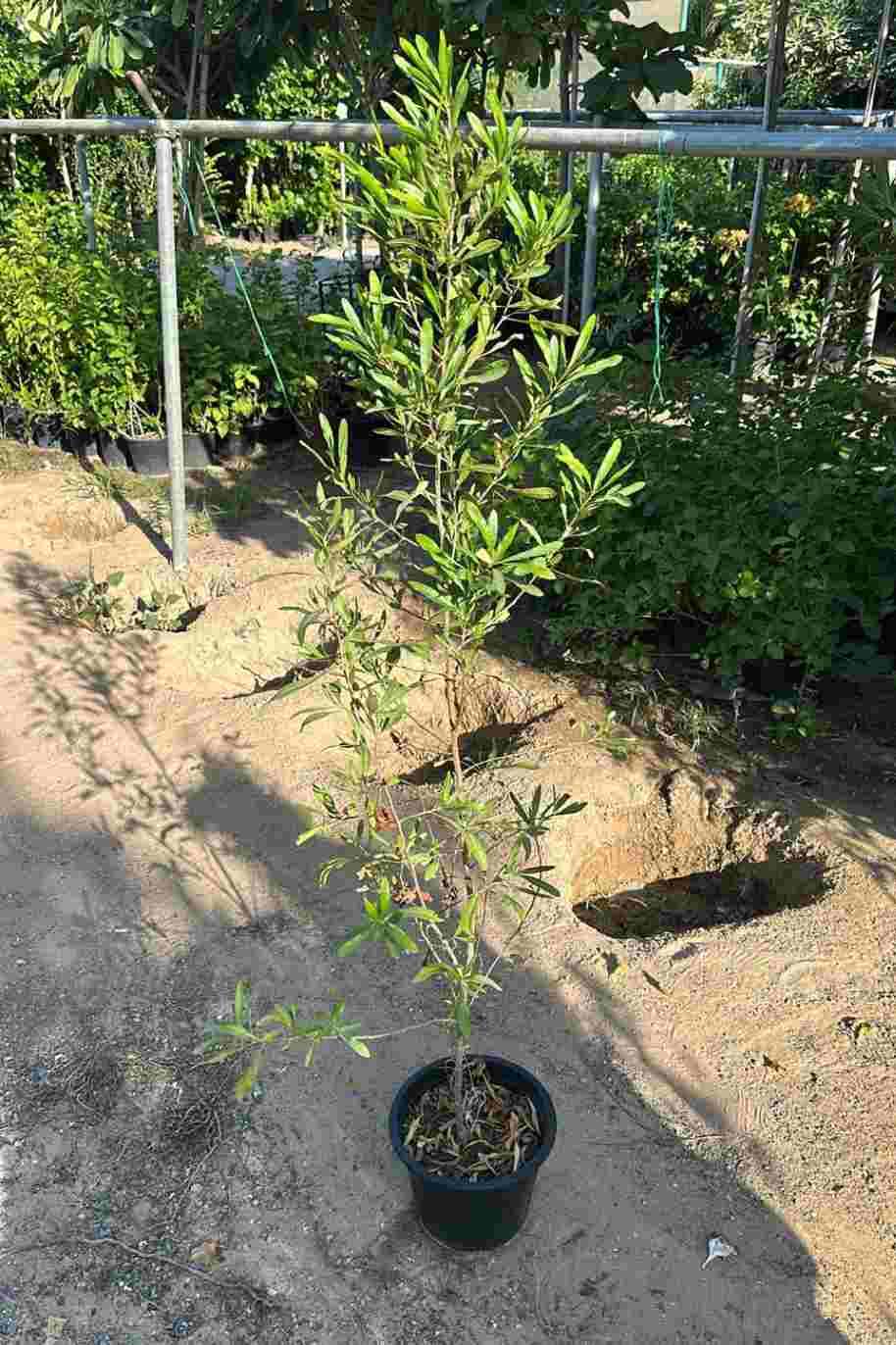 Dodonaea Viscosa Green (Purple Hop Bush)