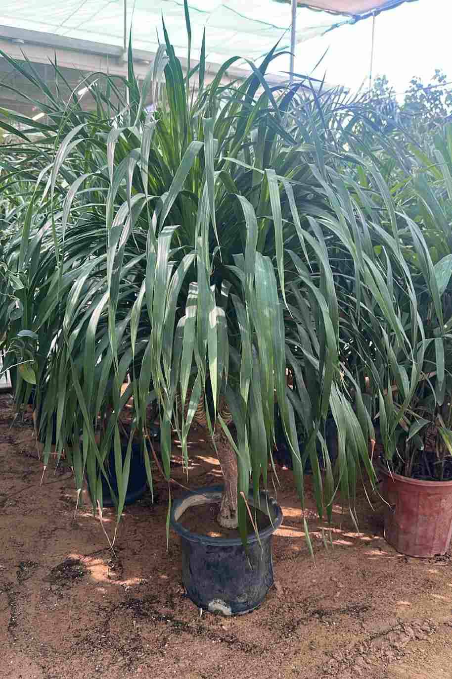 Dracaena Draco Branched