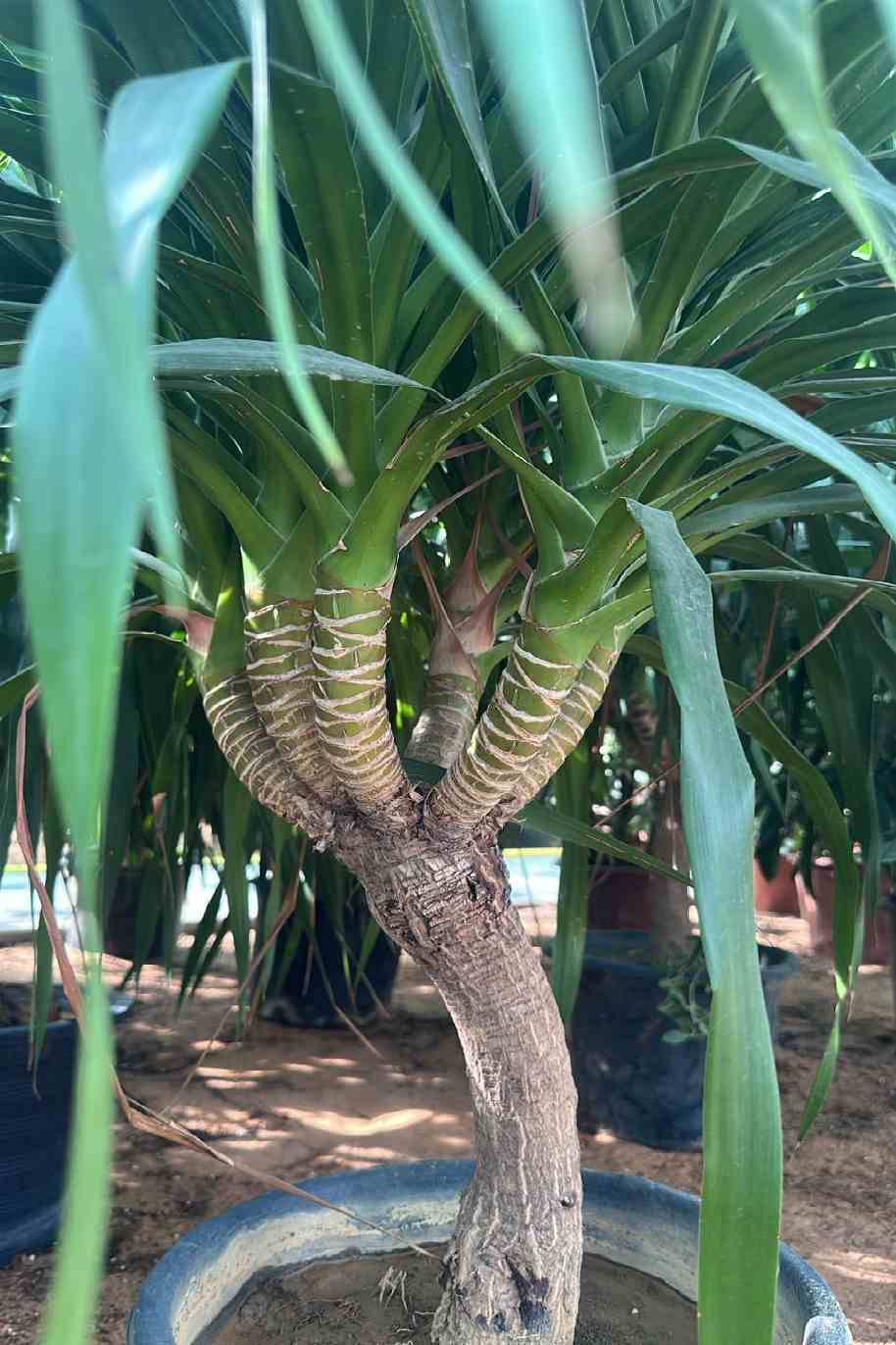 Dracaena Draco