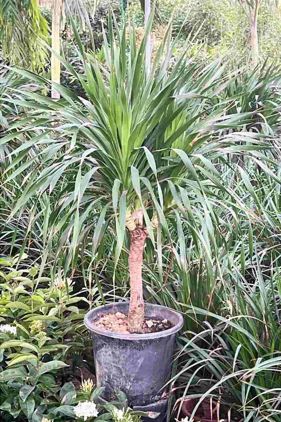 Dracaena Draco Branched