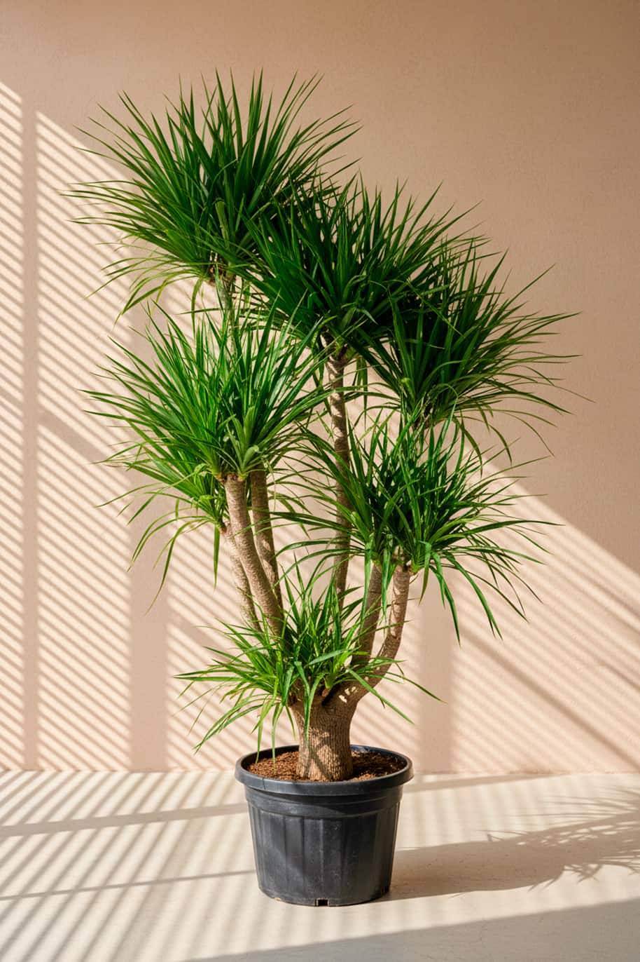 Dracaena Draco Tall