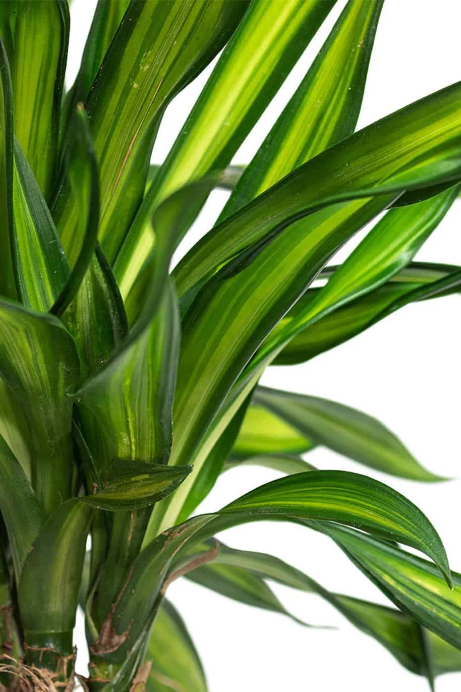 Dracaena Fragans Rikki Tall