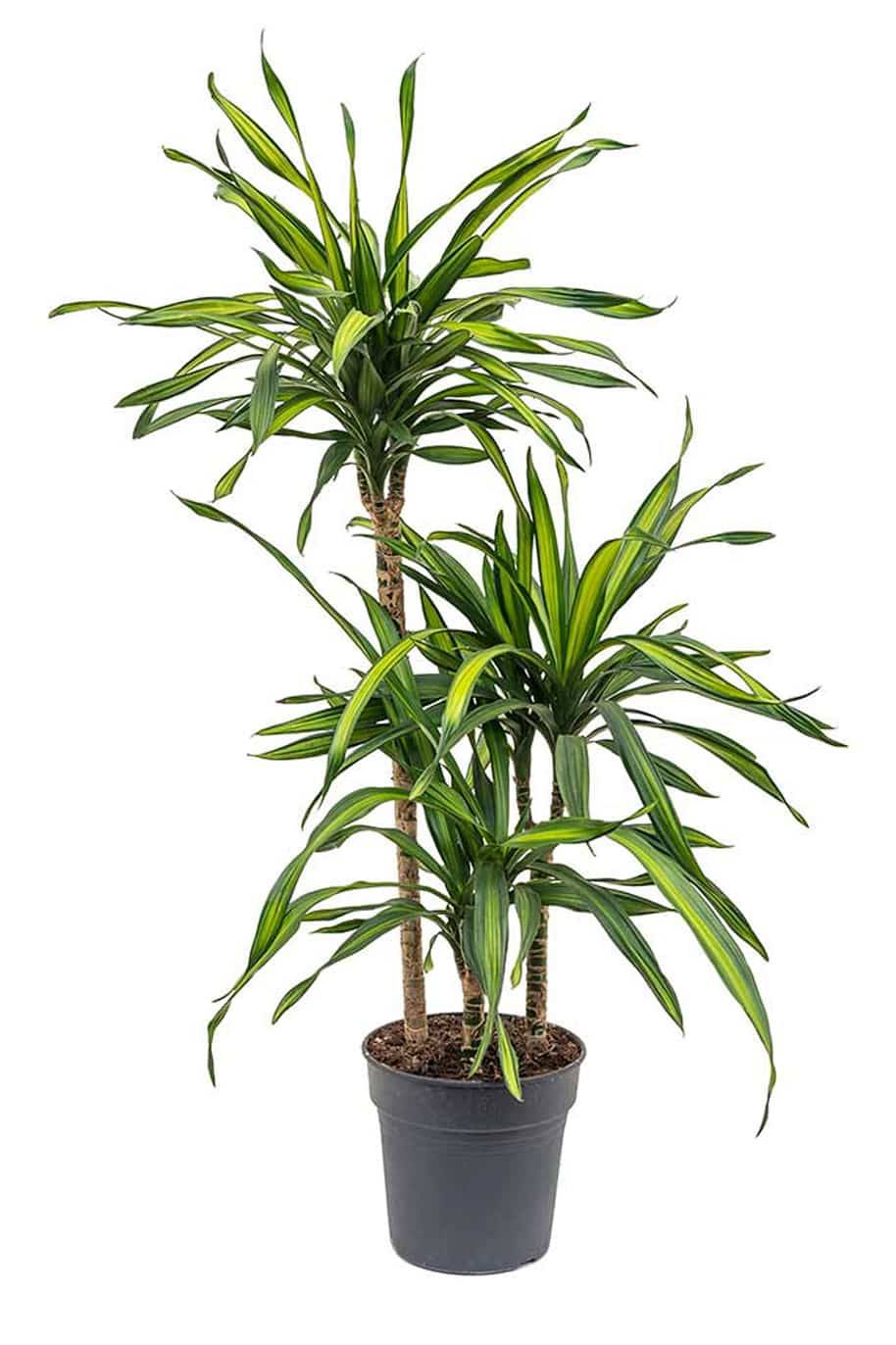 Corn Plant - Dracaena Fragans Rikki - image 3