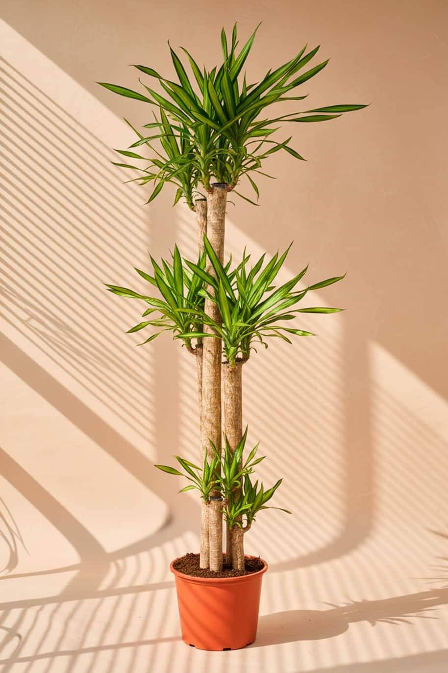 Dracaena Fragans Rikki Tall