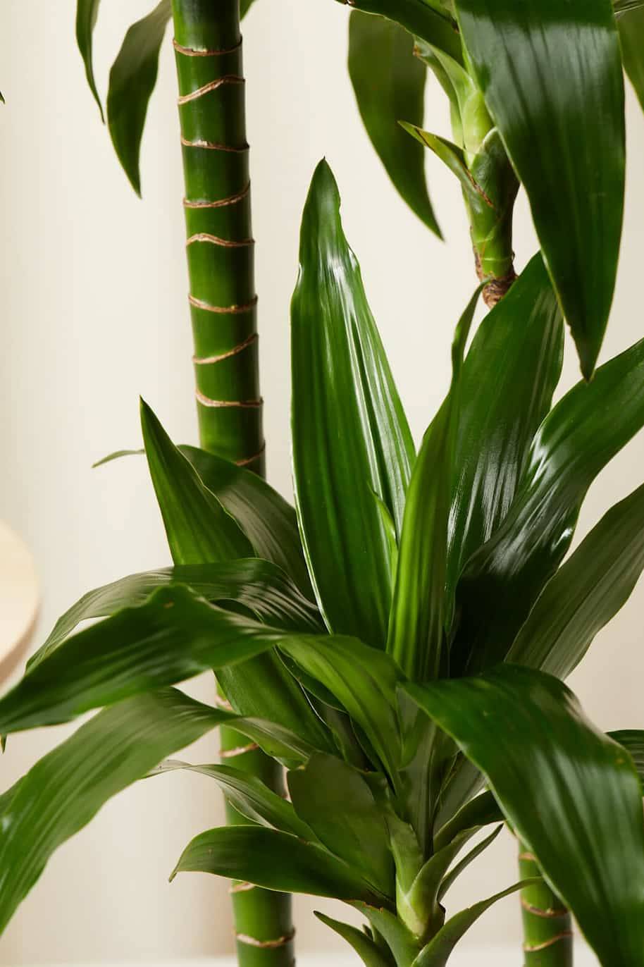 Dracaena Janet Craig