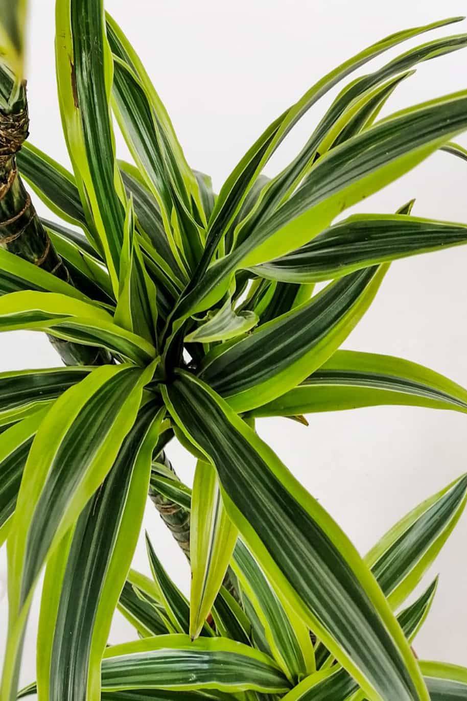 Dracaena Lemon Lime