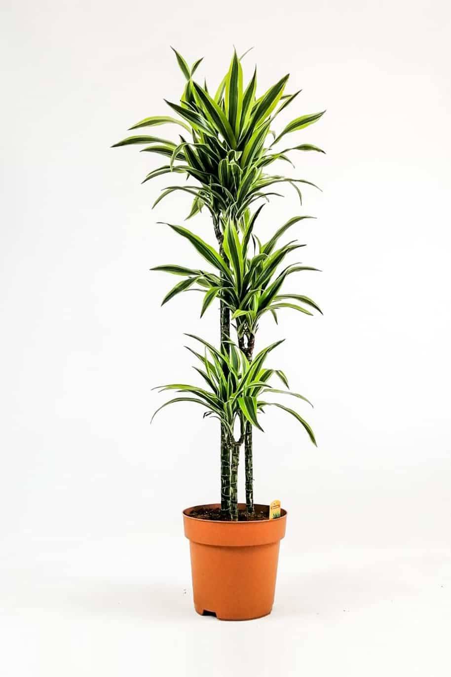 Dracaena Lemon Lime
