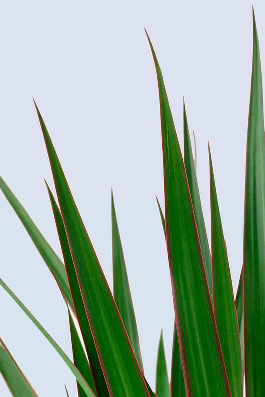 Dracaena Marginata - Dracaena Marginata - image 2