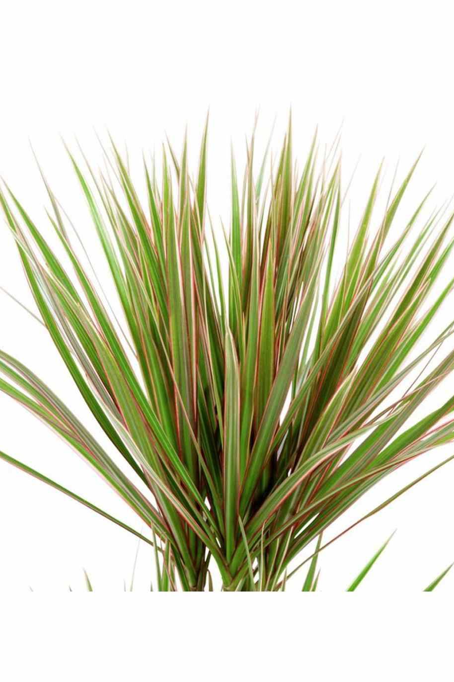 Dracaena Marginata