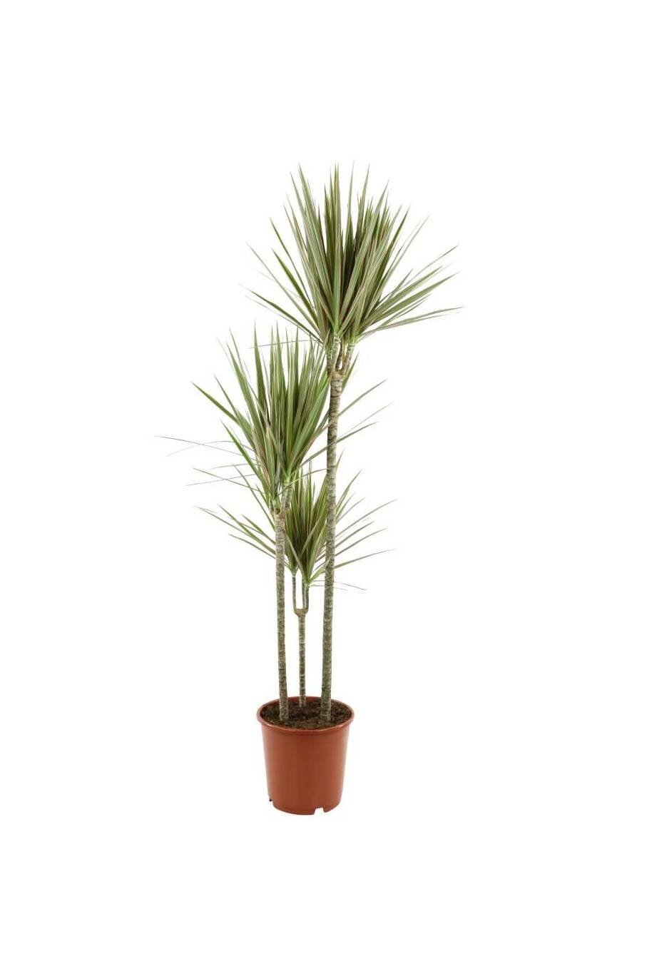 Dracaena Marginata Bicolor