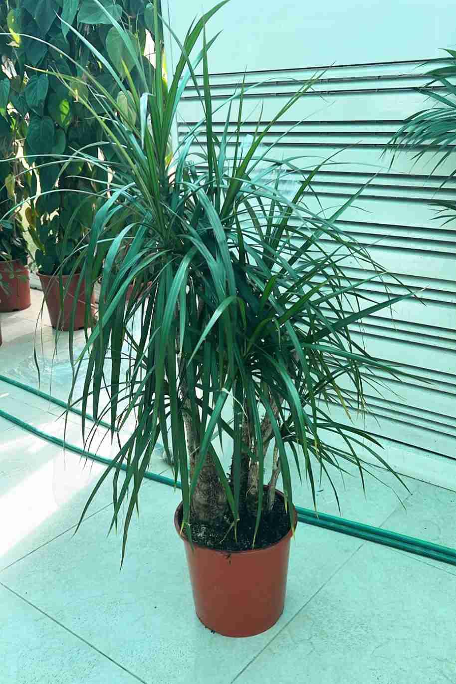 Dracaena Marginata Branched - Dracaena Marginata