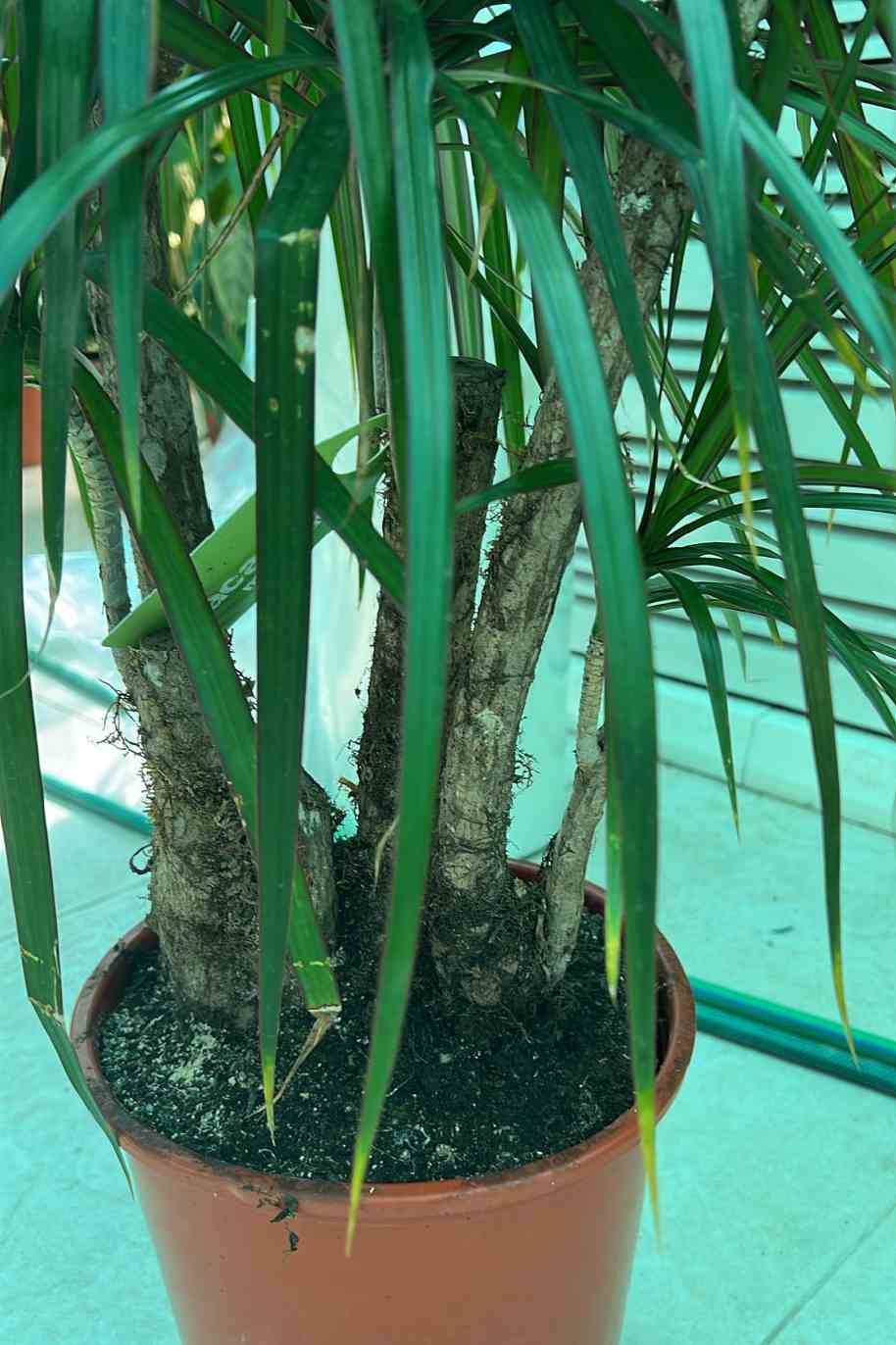 Dracaena Marginata Branched - Dracaena Marginata - image 2