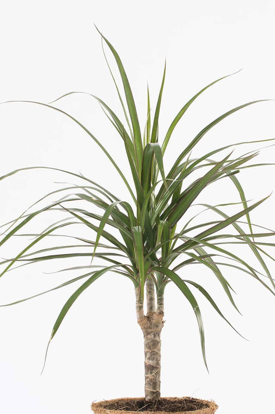 Dracaena Marginata Small - image 3