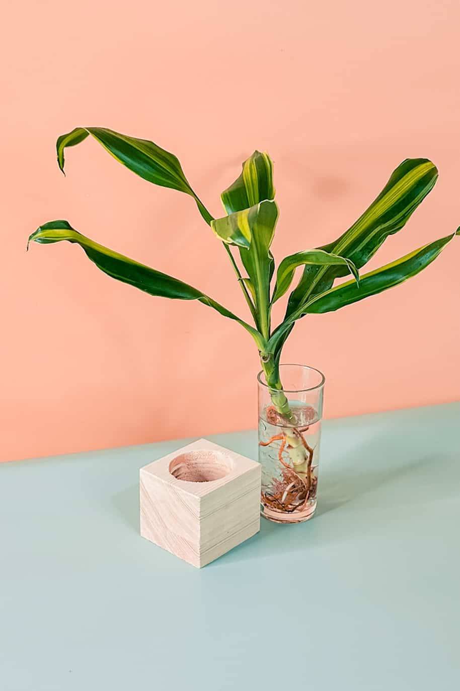 Dracaena Stripe Cubo