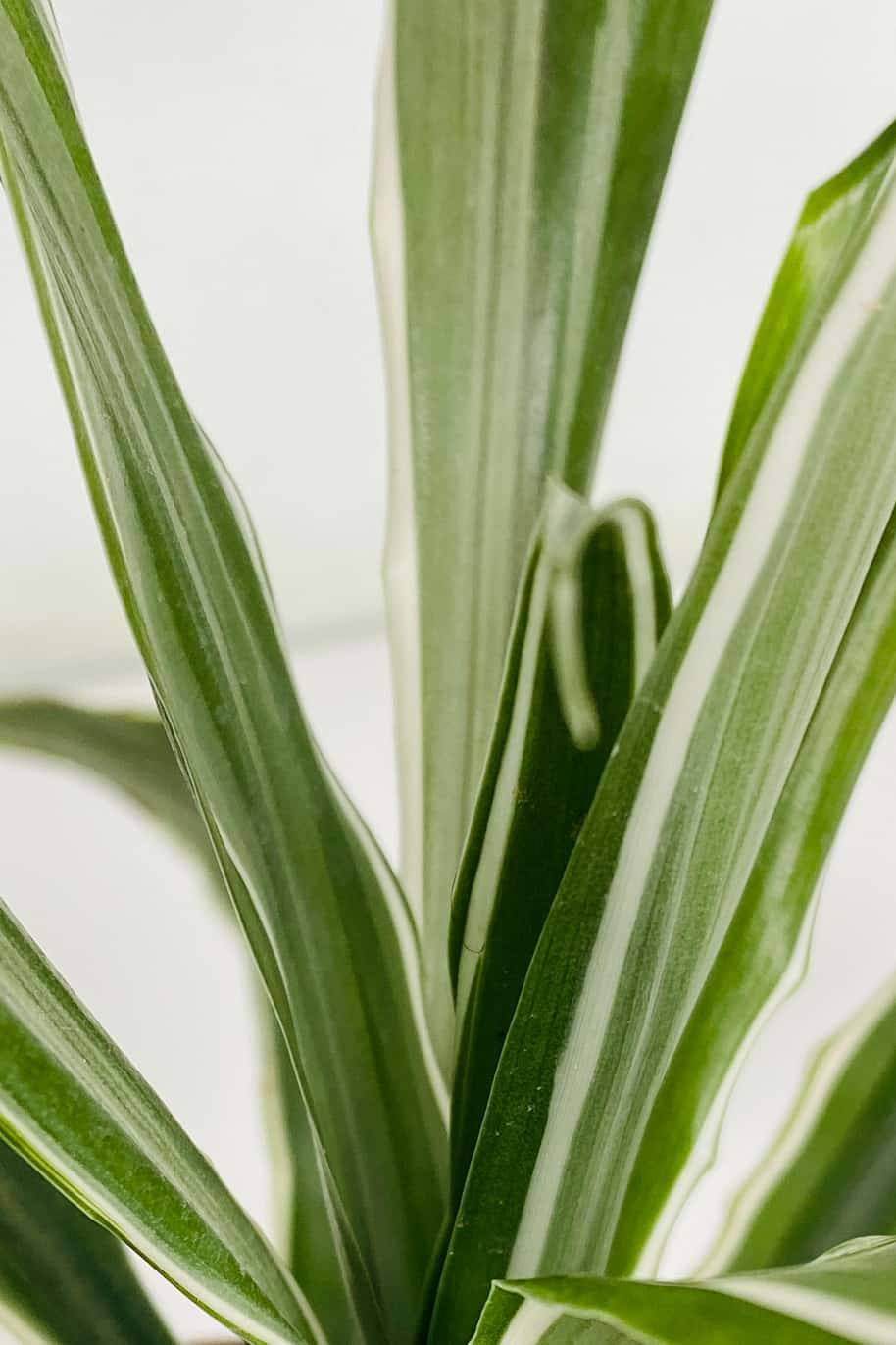 Dracaena White Stripe Head - image 2