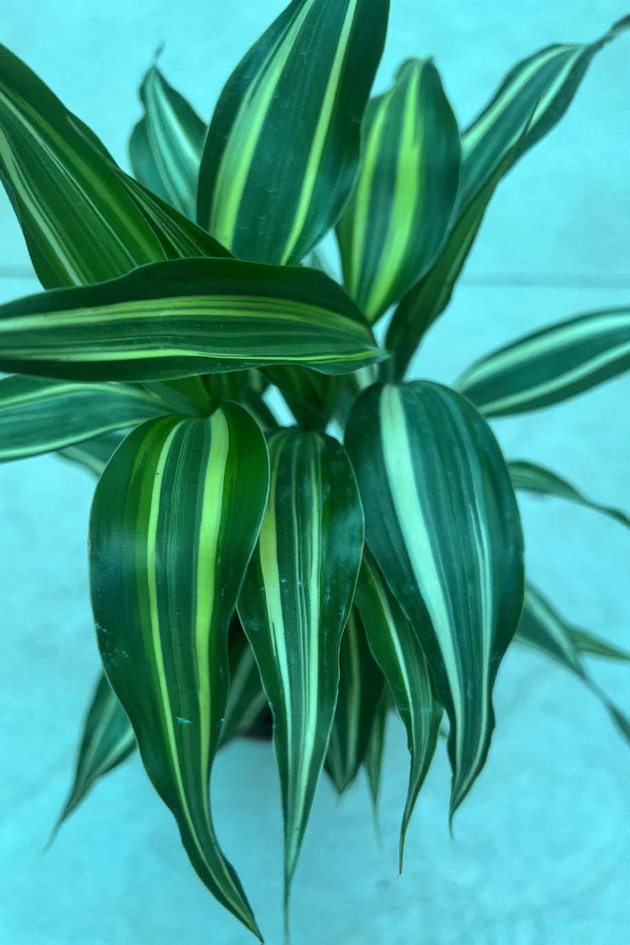 Dracaena