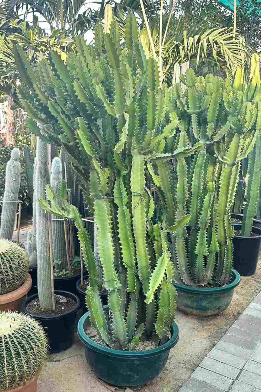 Dragon Bone Cactus Tall