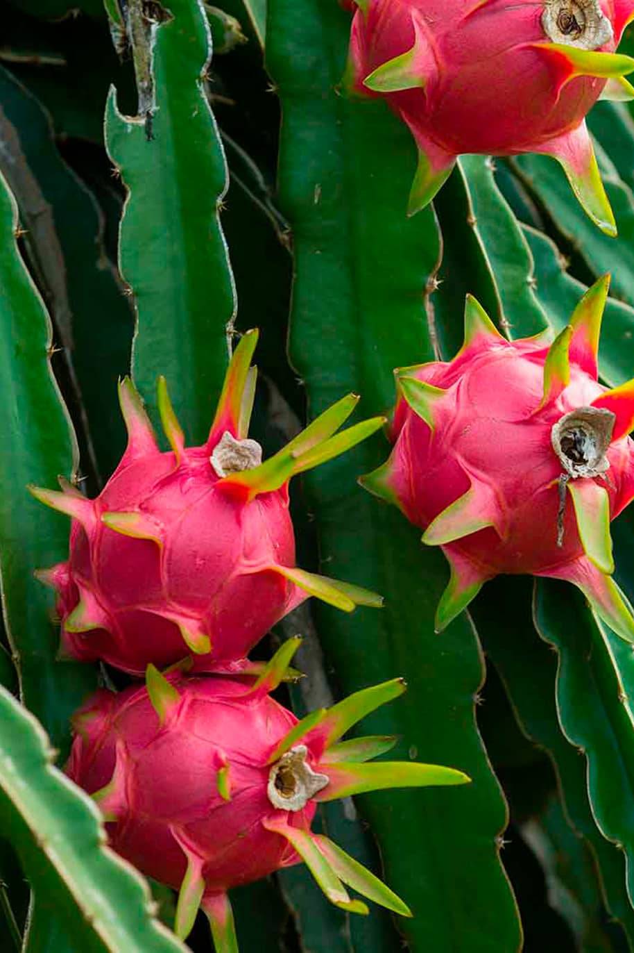 Dragon Fruit White Flesh Seeds