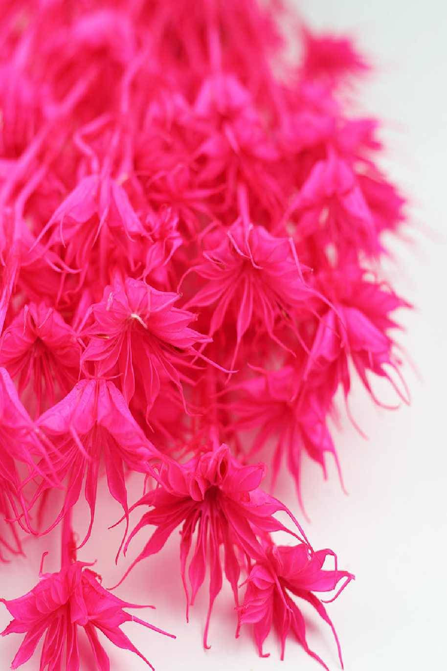 Dried Nigella Orientalis - Cerise Pink