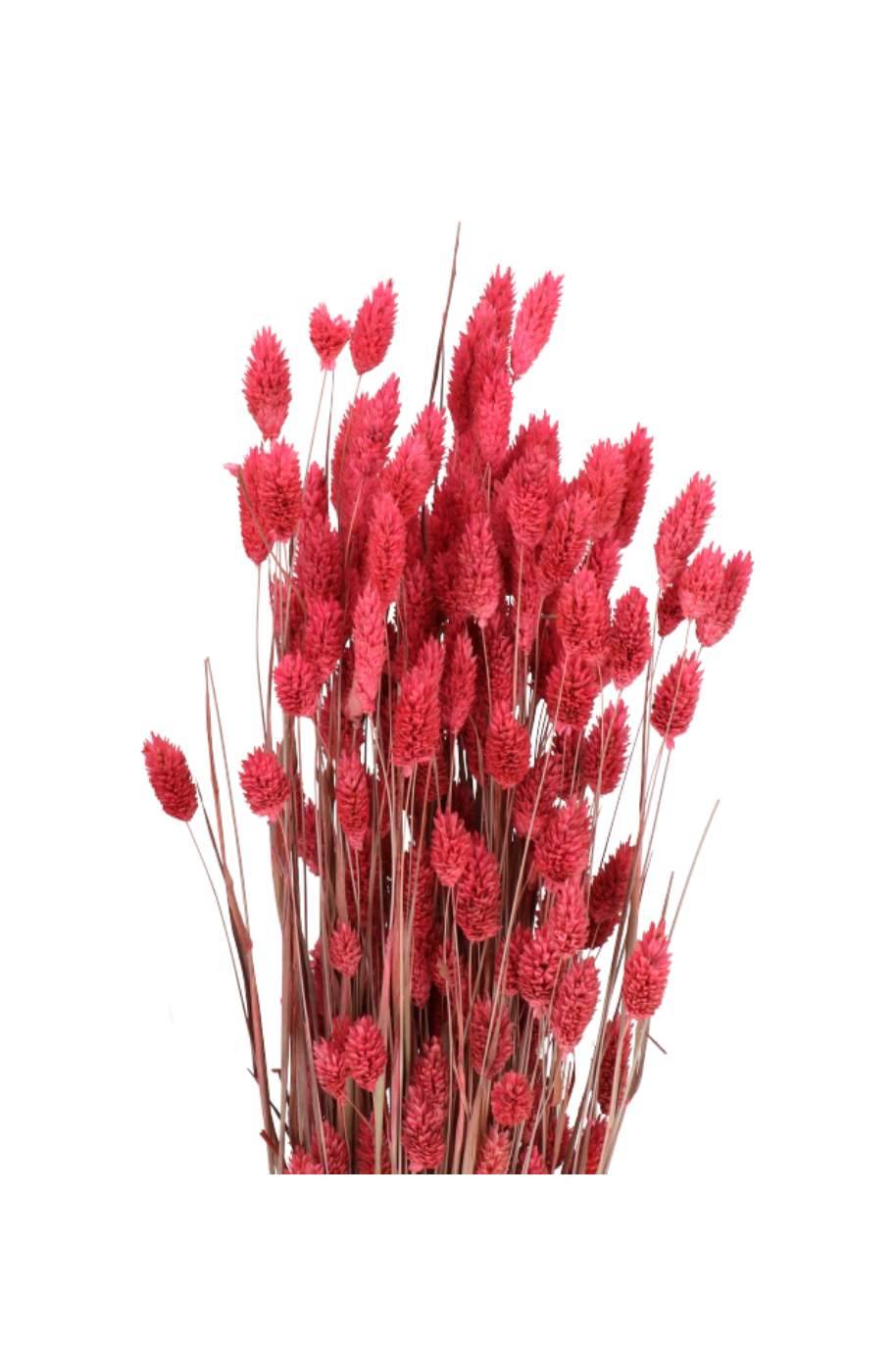 Dried Phalaris Pink