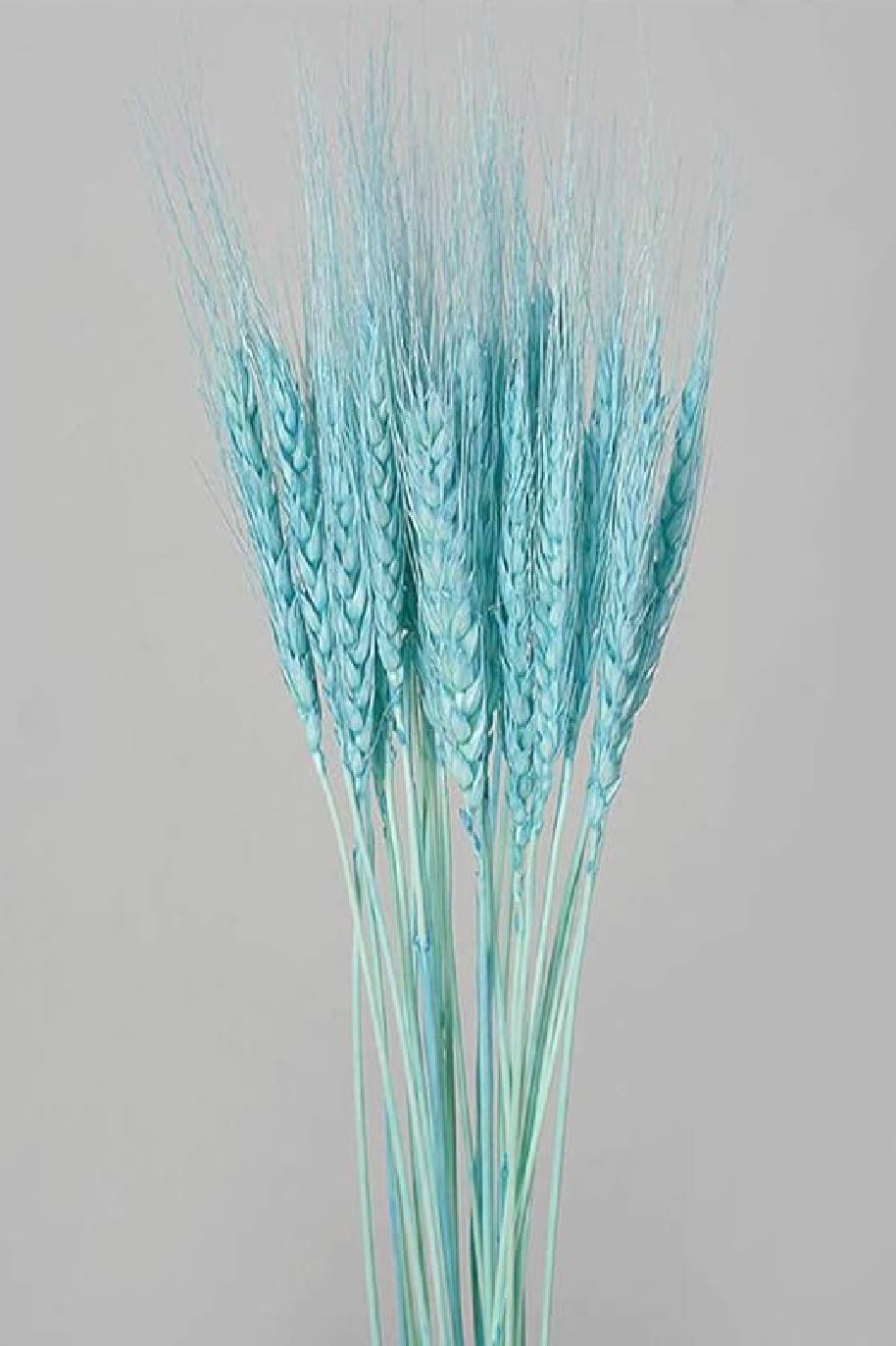 Dried Triticum Blue (Wheat) - Blackbeard Bunch