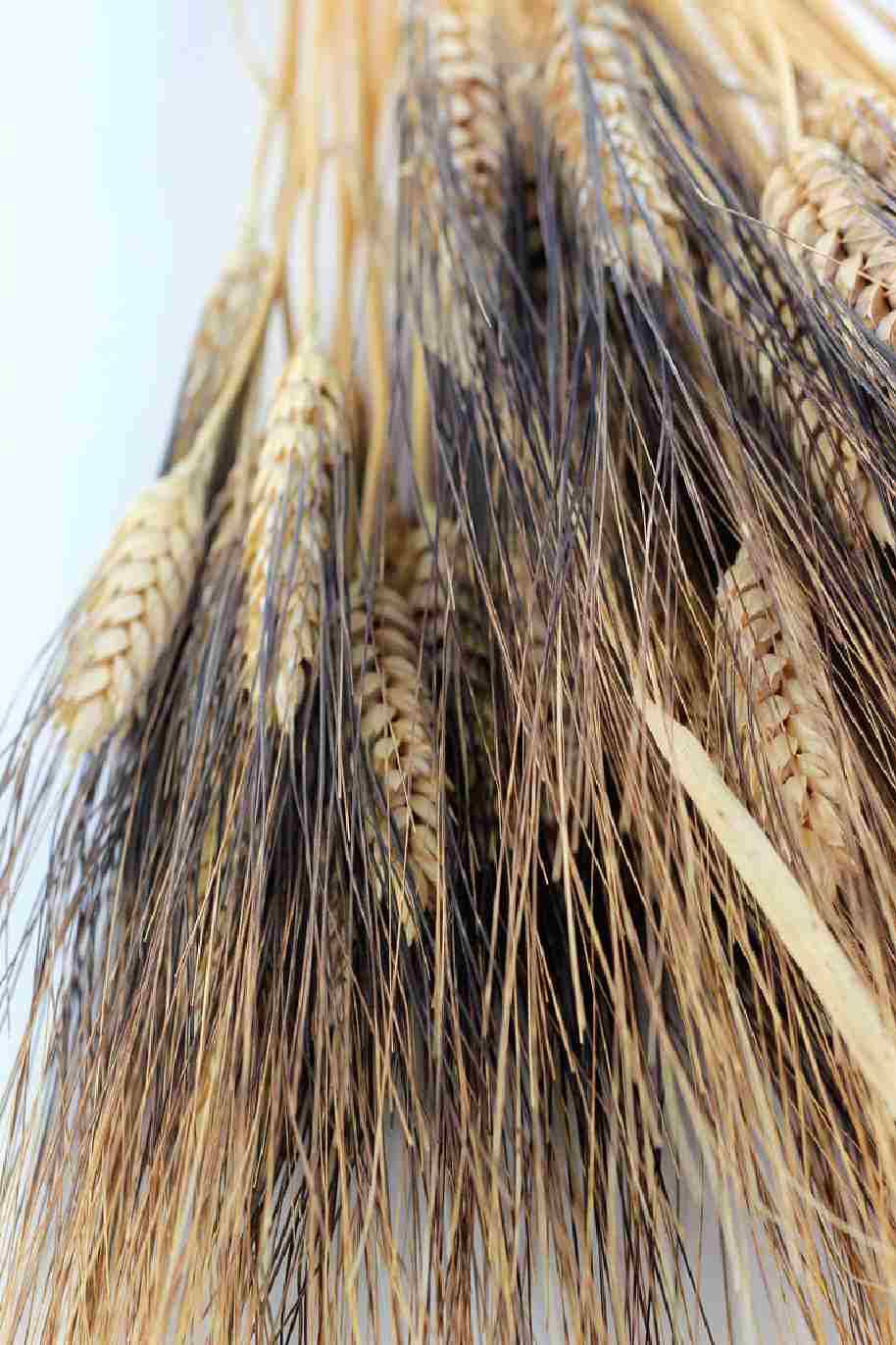 Dried Triticum (Wheat) - Blackbeard Bunch